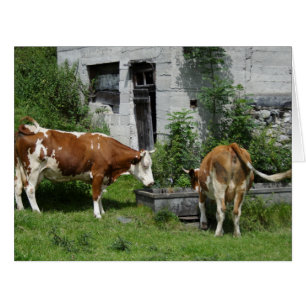 Cartão Sesty Fleckvieh