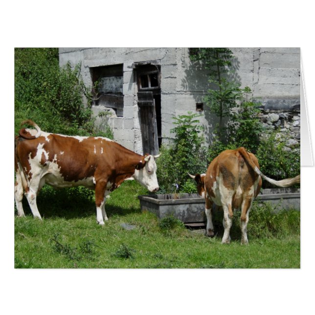 Cartão Sesty Fleckvieh (Frente horizontal)