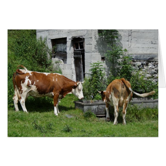 Cartão Sesty Fleckvieh (Frente horizontal)