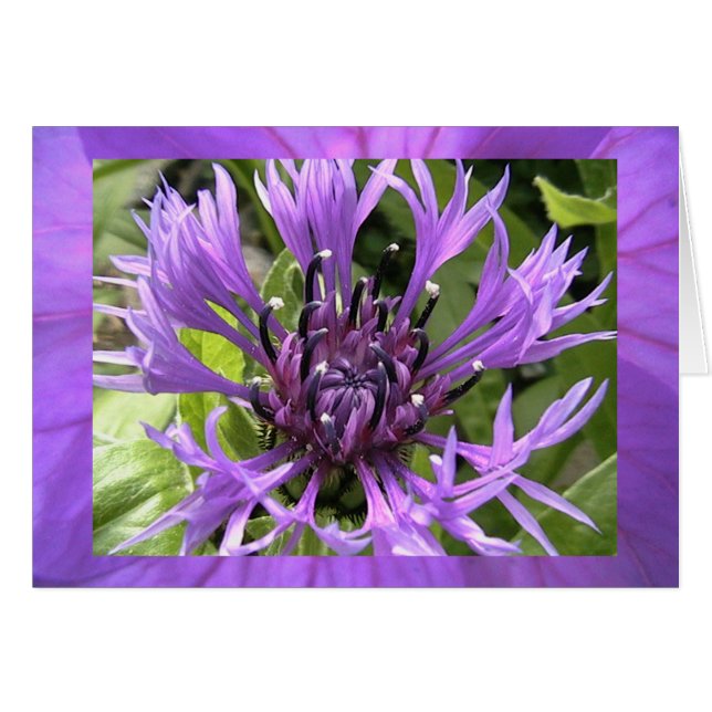 Cartão sétima chakra (Frente Horizontal)