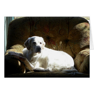 Cartão Setter inglês do anjo