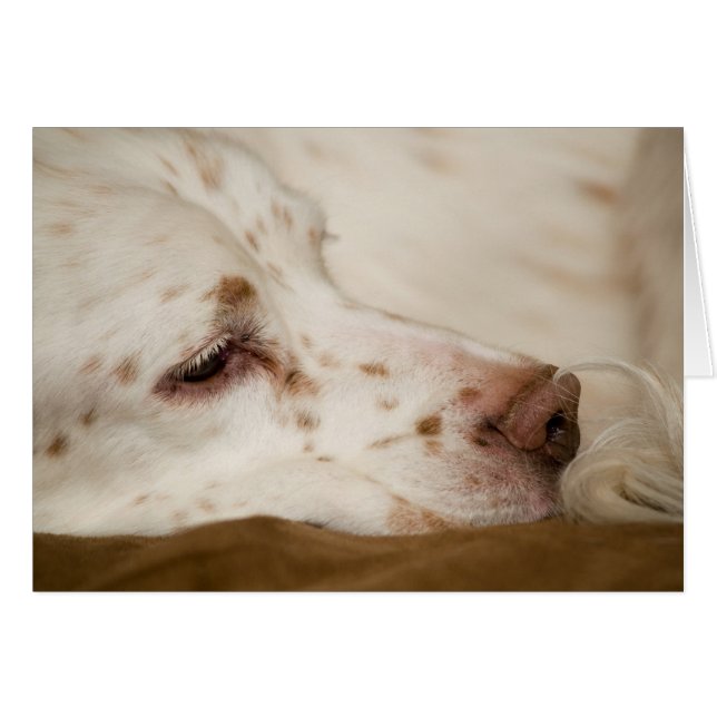 Cartão Setter Zen (Frente Horizontal)