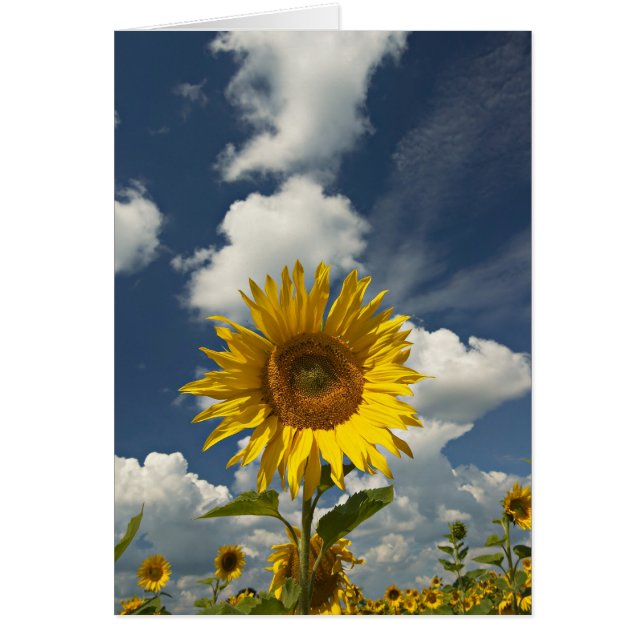 CARTÃO SFLOWER (Frente)