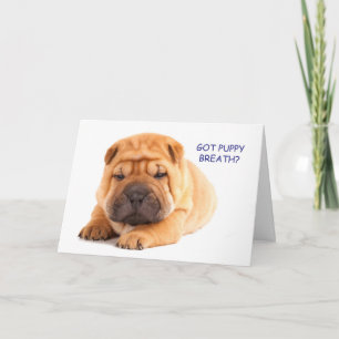 Cartão Shar Pei Puppy Birthday Card