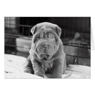 Cartão Sharpei Puppy
