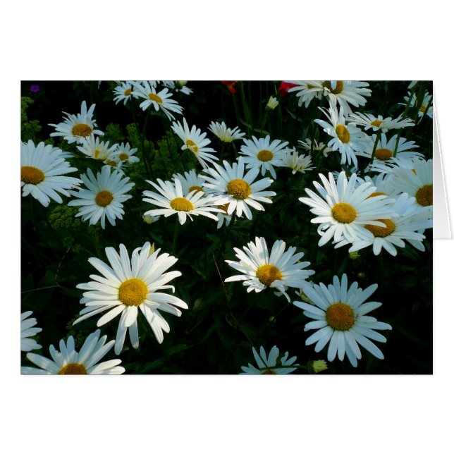 Cartão Shasta Daisies II (Frente Horizontal)
