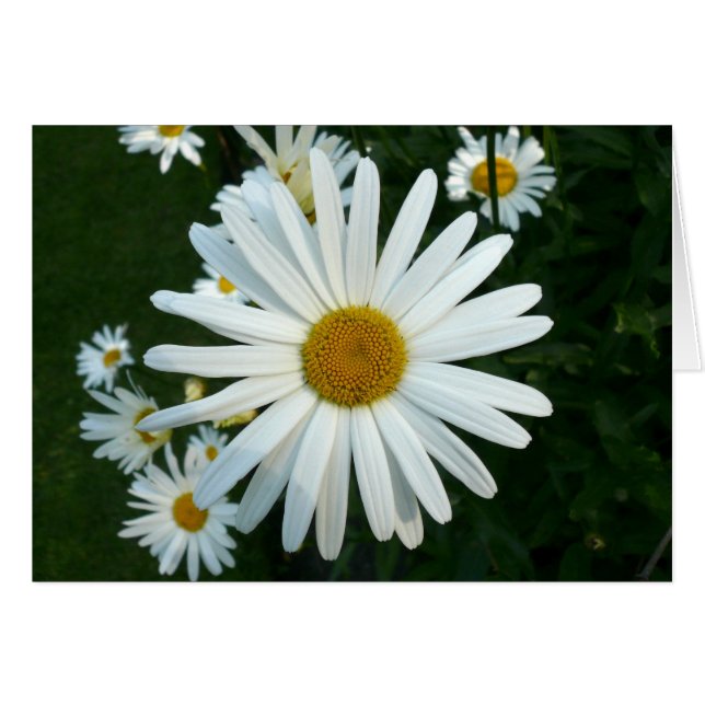 Cartão Shasta Daisy (Frente Horizontal)