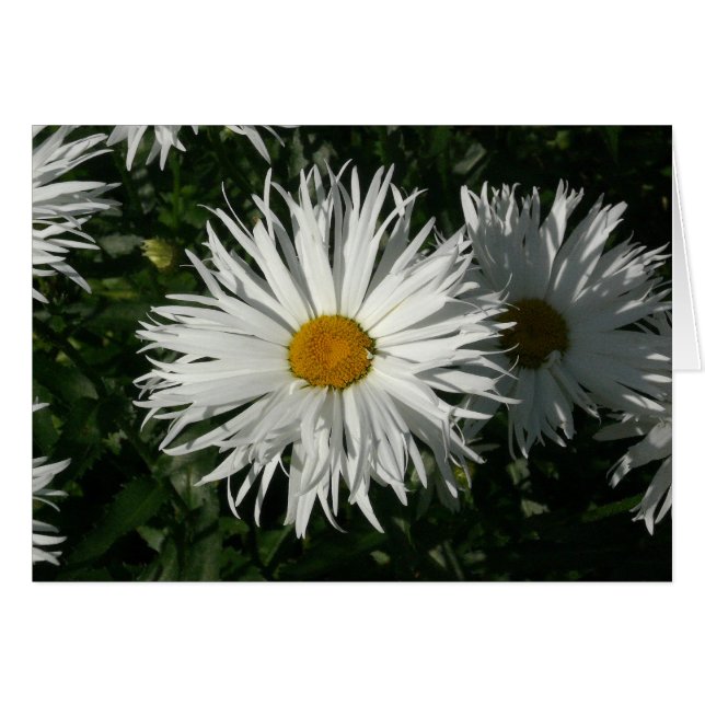 Cartão Shasta Daisy ficou louca (Frente Horizontal)