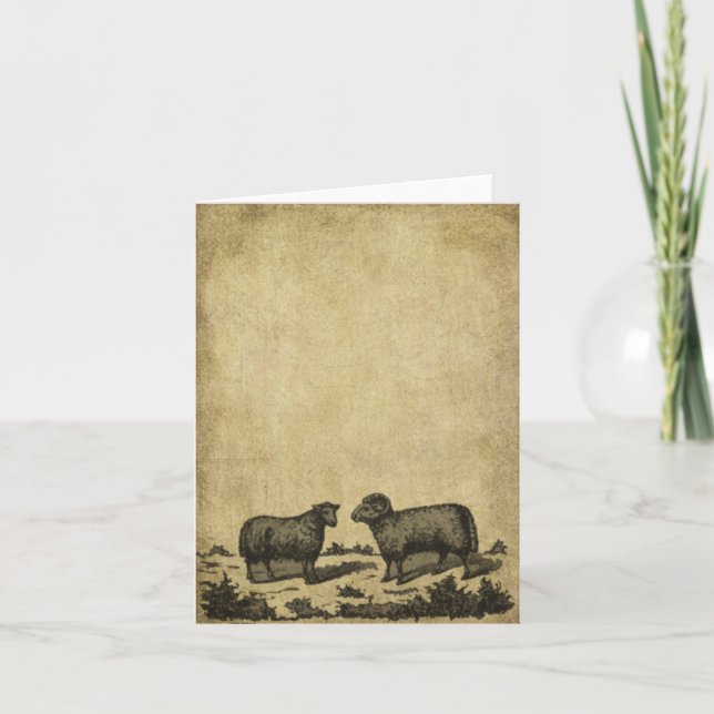 Cartão Sheep & A Ram- Prim Little Note Cards (Frente)