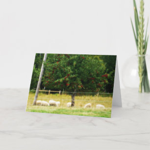 Cartão Sheep Blank Greeting Card