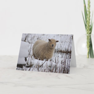 Cartão Sheep Greeting Card