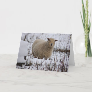 Cartão Sheep Greeting Card