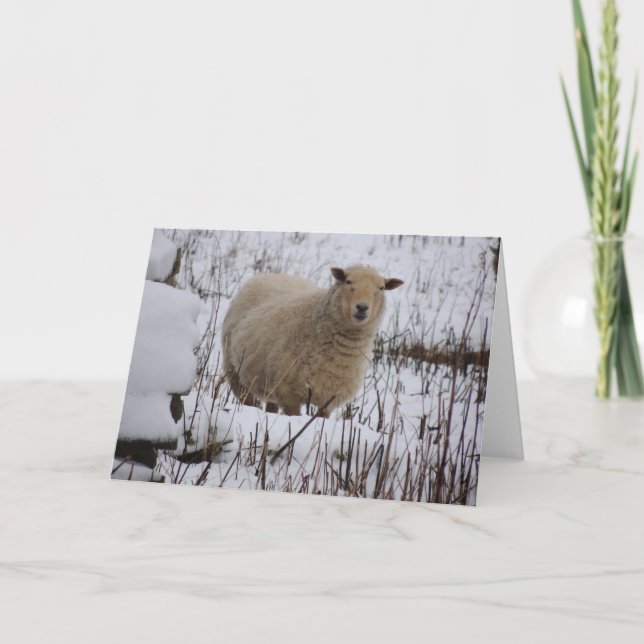 Cartão Sheep Greeting Card (Frente)