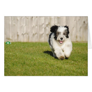 Cartão Sheepdog Bobtail bonito