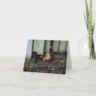 Cartão Sheepdog de Sheltie Shetland engraçado