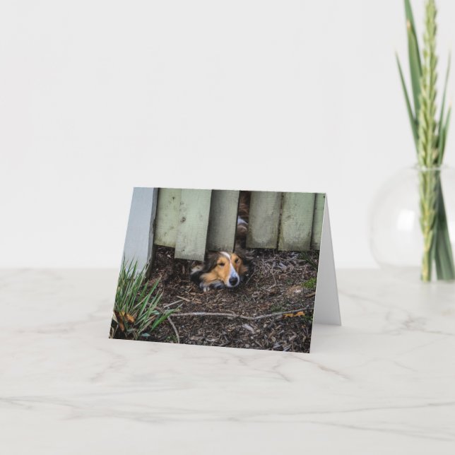 Cartão Sheepdog de Sheltie Shetland engraçado (Frente)