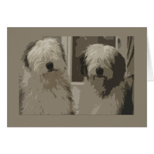 Cartão Sheepdogs ingleses velhos