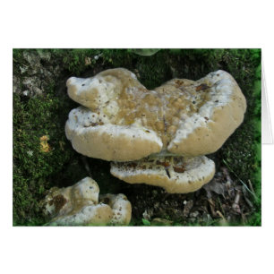 Cartão Shelf Fungi em Stump