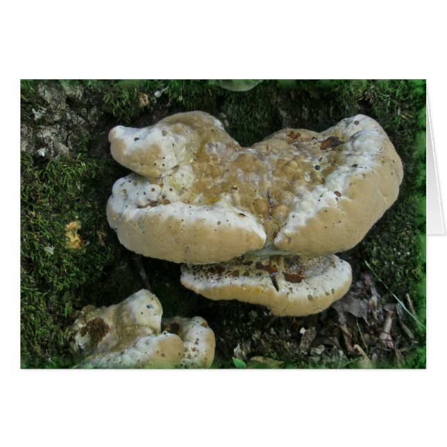 Cartão Shelf Fungi em Stump (Frente Horizontal)