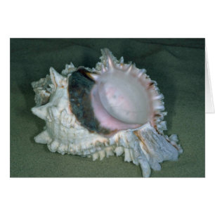 Cartão Shell cor-de-rosa murex (Murex eritrostomus)