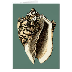 Cartão Shell de Conch Teal