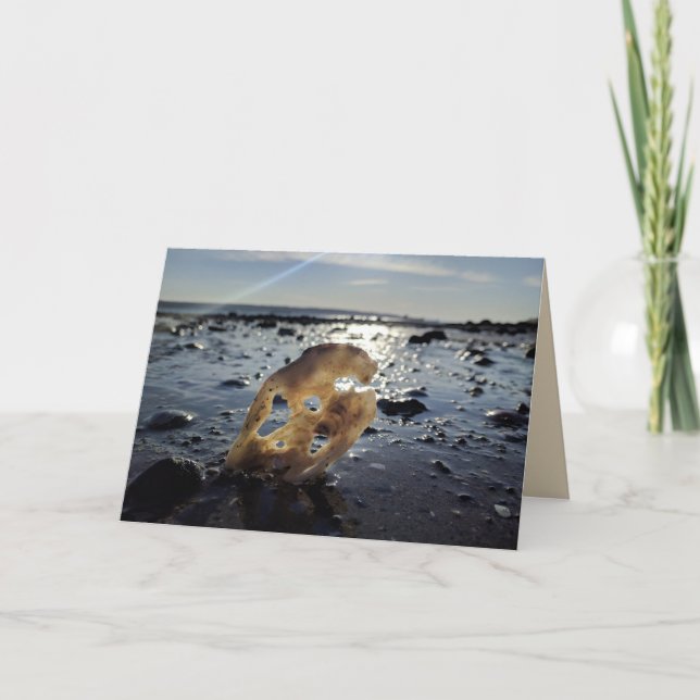 Cartão Shell on a Beach Blank Greeting Card (Frente)