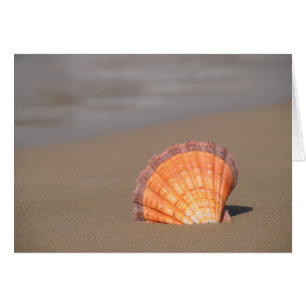 Cartão Shell Scallop Creta, Grécia