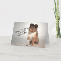 Sheltie Birthday Card para neta
