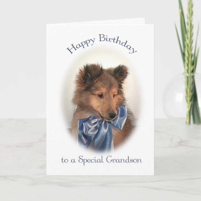 Cartão Sheltie Birthday Card para neto (Frente)