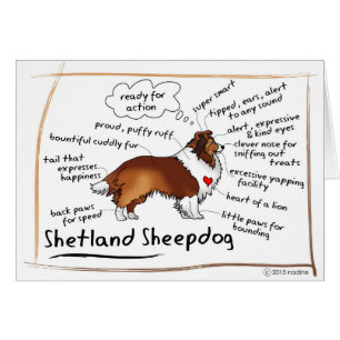 Cartão Sheltie do Sable