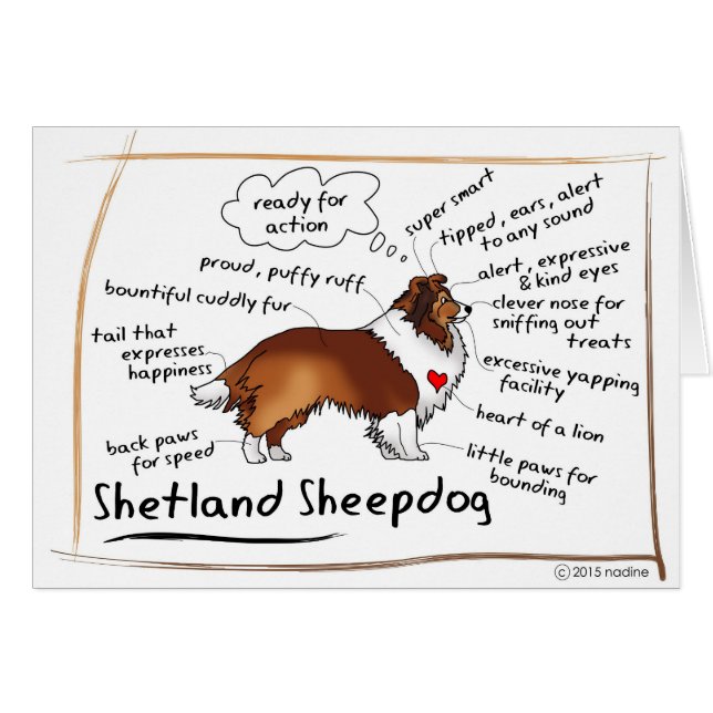Cartão Sheltie do Sable (Frente Horizontal)