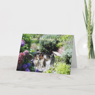 Cartão Sheltie Greeting Card
