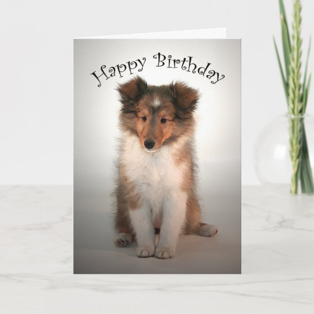 Cartão Sheltie Puppy Aniversário Card (Frente)
