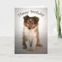 Sheltie Puppy Aniversário Card