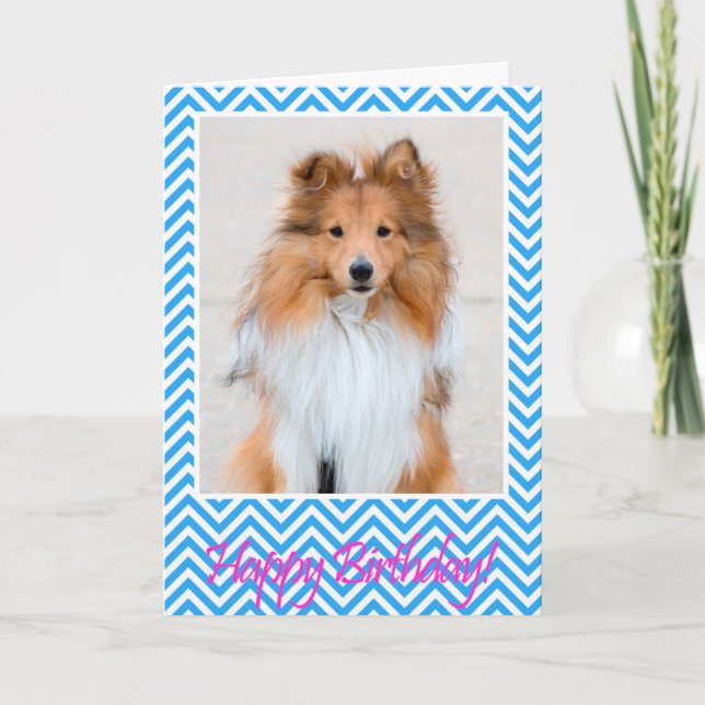 Cartão Sheltie Shetland Sheepdog Happy Birthday Card Blue (Frente)