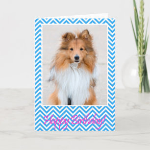 Cartão Sheltie Shetland Sheepdog Happy Birthday Card Blue