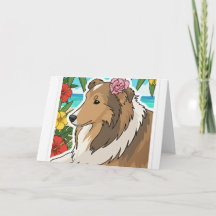 Sheltie tropical