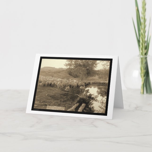 Cartão Shepherd and Flock South Dakota 1891 (Frente)