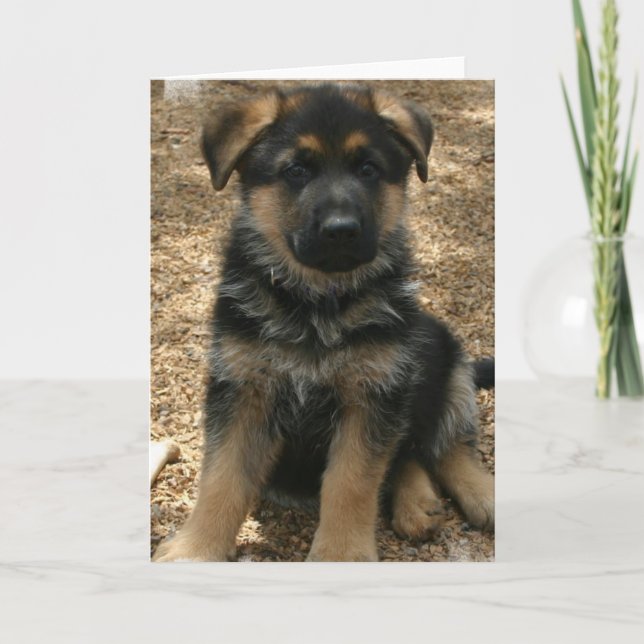 Cartão Shepherd Puppy  Greeting Card (Frente)