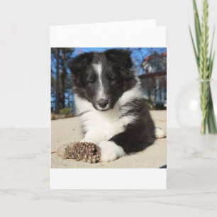 Cartão shet shp black and white puppy