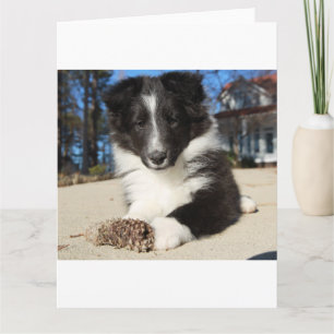 Cartão shet shp black and white puppy