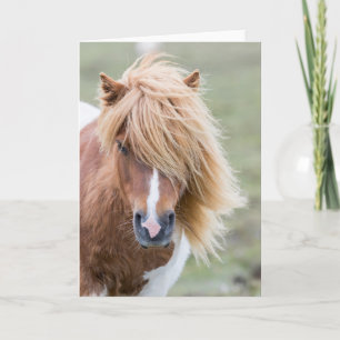 Cartão Shetland Pony na ilha de Unst