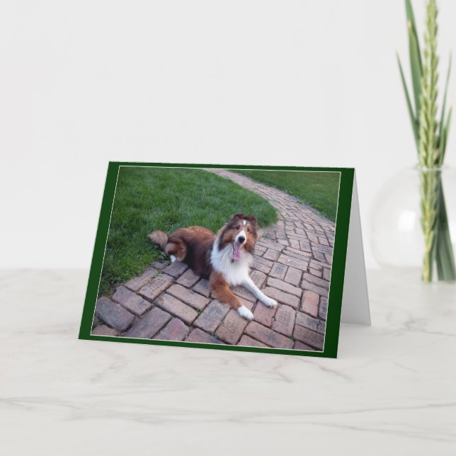 Cartão Shetland Sheep Dog or Sheltie greeting, note card (Frente)