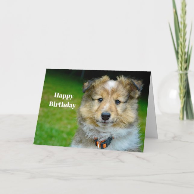 Cartão Shetland Sheepdog Cute Photo Birthday (Frente)