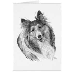 Cartão Shetland Sheepdog Drake por Glenda S. Harlan