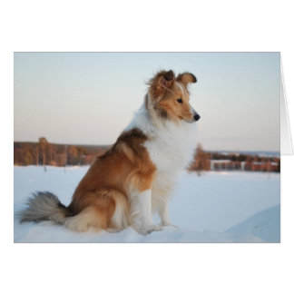 Cartão Shetland sheepdog paper product