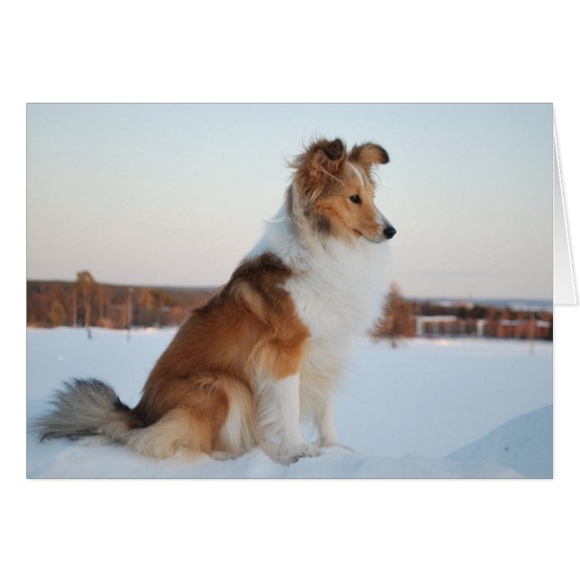 Cartão Shetland sheepdog paper product (Frente Horizontal)
