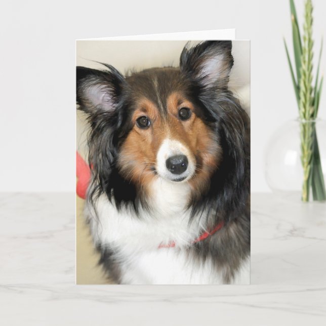 Cartão Shetland Sheepdog (Sheltie) Greeting/Note Cards (Frente)
