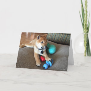 Cartão Shiba Inu Puppy Com Fotografia Colorida De Brinque