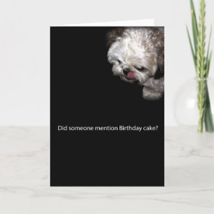 Cartão Shih-Tzu Birthday Card